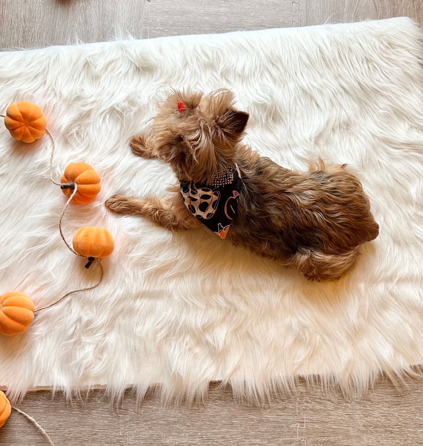 Fall Pumpkins-Slip on Collar